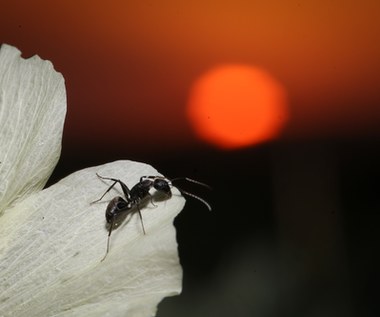 Mrówki dają mleko. Naukowcy są w szoku. Czy w takim razie mrówki są ssakami?