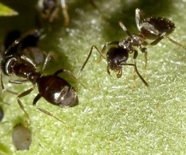 Mrówki do walki z wirusami