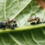 Mrówki i przestaną atakować drzewka owocowe. Wystarczą te 2 składniki