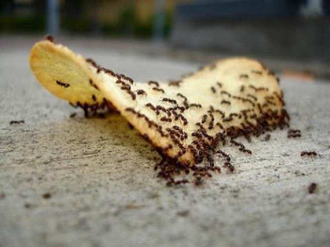 mrówki jak się pozbyć /© Photogenica