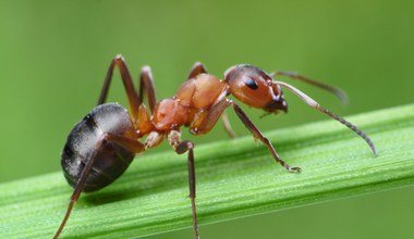 Mrówki mają mnóstwo zalet. Ich mrowiska to żywe zakłady utylizacyjne