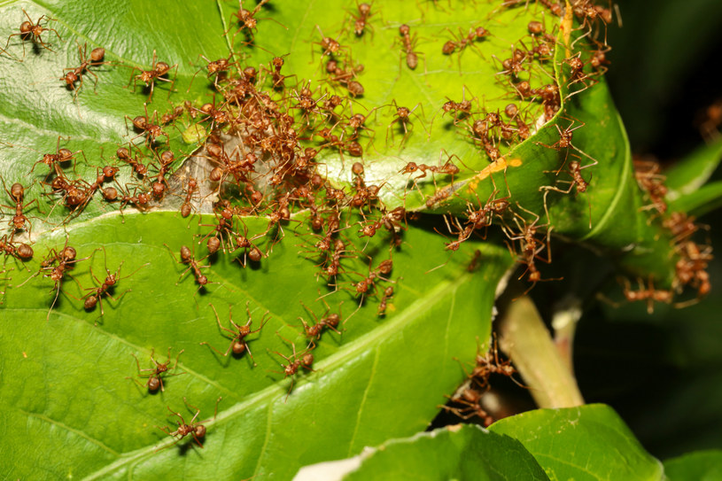 Mrówki mogą poważnie pokrzyżować nam plany w ogrodzie. Niszczycielskie są kopce owadów /123RF/PICSEL