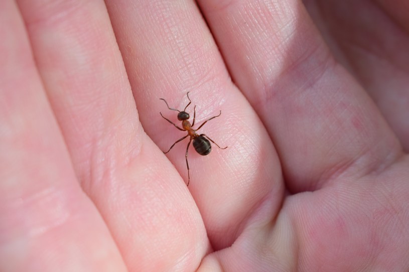 Mrówki mogą się dostać w każdy zakamarek ciała /123RF/PICSEL