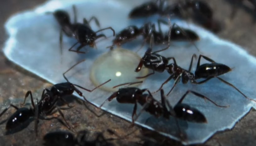 Mrówki mogą wykorzystywać prędkość żuchwy do zabijania i ewakuacji /TarheelAnts /YouTube