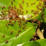 Mrówki na drzewach owocowych: Jak się ich pozbyć?