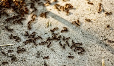 Mrówki rozgościły się na tarasie? Zrób to, a w mig się wyniosą