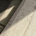 Mrówki schodzą się do domu? Zamiast drogich specyfików weź jedną rzecz z pokoju dziecka