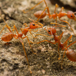 Mrówki tworzą naturalną ciecz jonową
