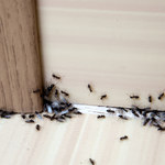 Mrówki w domu: Jak się ich pozbyć?