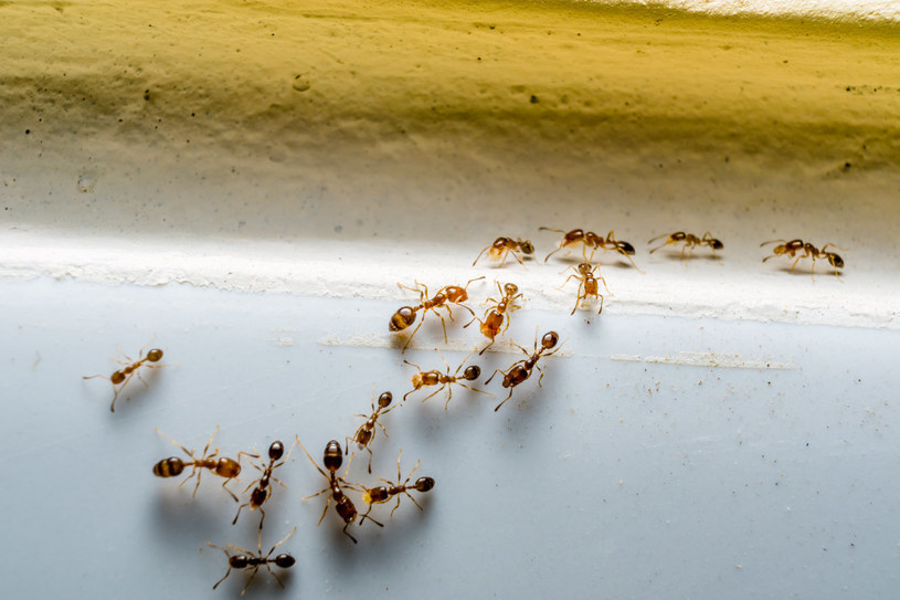 Mrówki w domu są nieproszonymi gośćmi, ale w ogrodzie bardzo nam pomogą /123RF/PICSEL