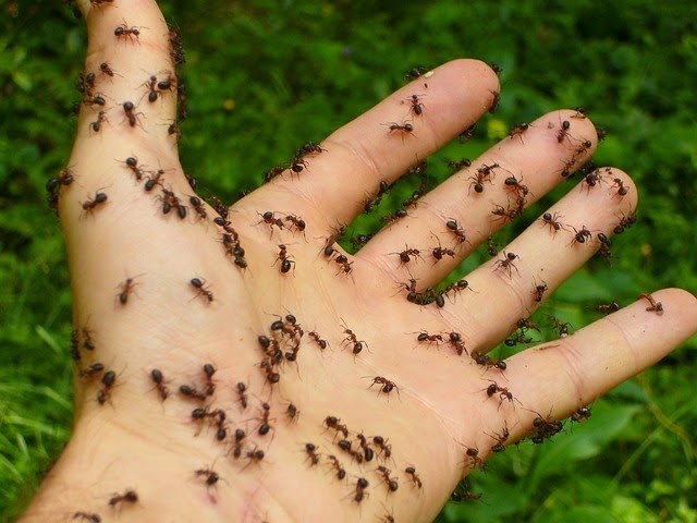mrówki w domu /© Photogenica
