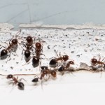 Mrówki wchodzą do domu? Sięgnij po rolkę po papierze i zapomnij o problemie