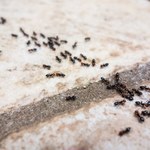 Mrówki znów opanowały trawnik? Czas się z nimi rozprawić