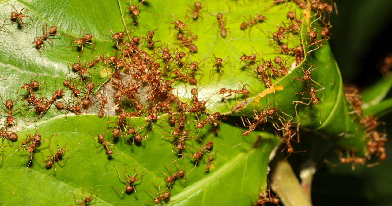 Mrówki żywią się nektarem wytwarzanym przez mszyce /123RF/PICSEL