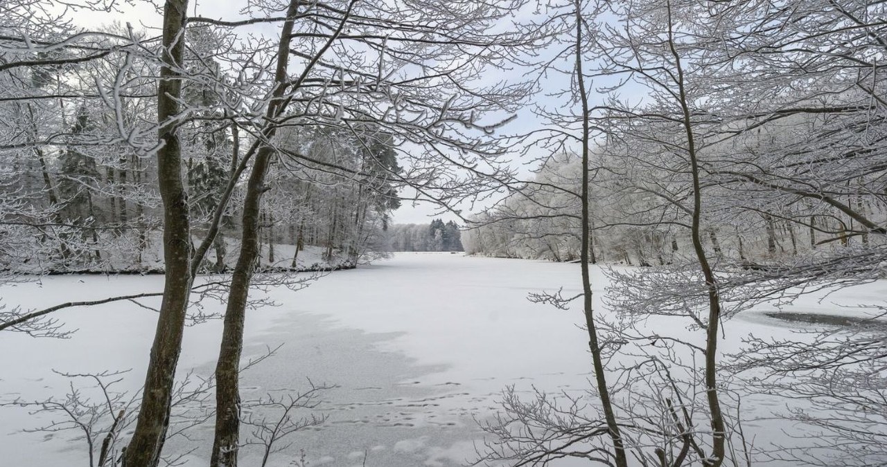 Mroźna zima nie oznacza zmniejszenia populacji komarów ani kleszczy /Stanislaw Bielski/REPORTER /East News