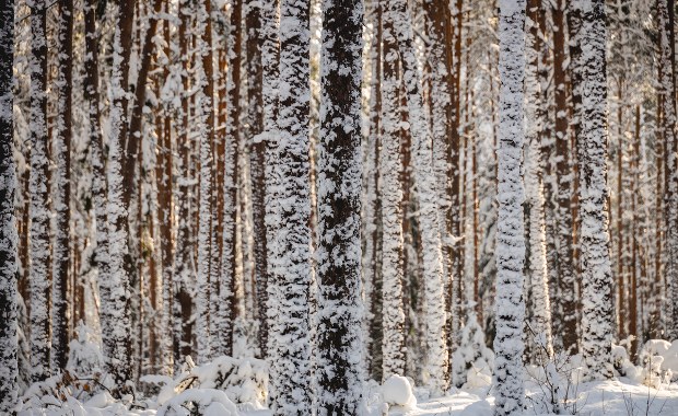 Mroźny początek tygodnia. Gdzie spadnie śnieg?