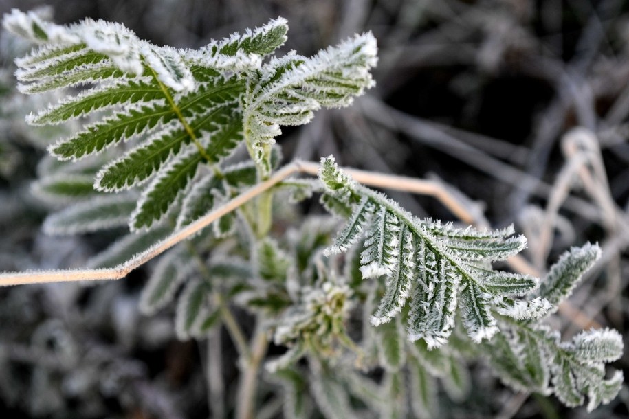 Mroźny poranek w Rzeszowie /Darek Delamnowicz /PAP