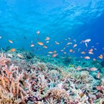 Mrożone koralowce. Szansa na ocalenie bezcennych raf