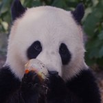 Mrożone owoce i prysznic. Belgijskie zoo pomaga zwierzętom w czasie upałów