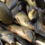 Mrożone ryby w aferalnym sosie