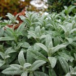 Mrozoodporna roślina idealna. Samoobsługowa i na dodatek ma puszyste listki