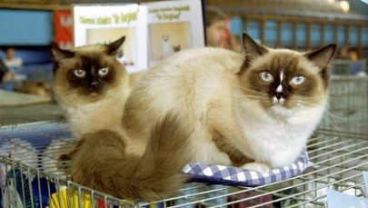 ​Mruczące piękności na wybiegu w Łodzi