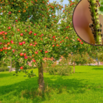 Mszyce atakujące jabłonie, to wiosenny problem wielu ogrodników. Tak możesz im zapobiec
