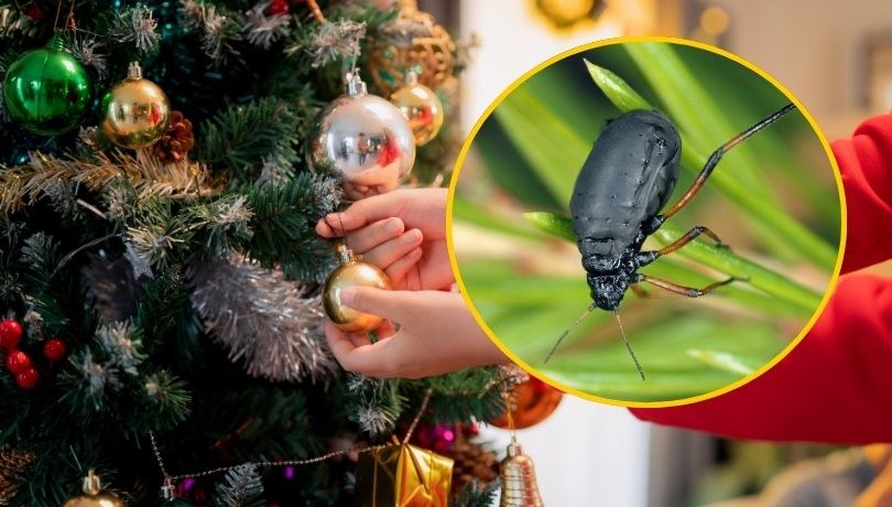 Mszycę Cinara curvipes możemy przynieść do domu z choinką /Shutterstock