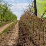 Mszyce i mrówki nie zaatakują drzewek owocowych. Wystarczy, że posmarujesz je tym