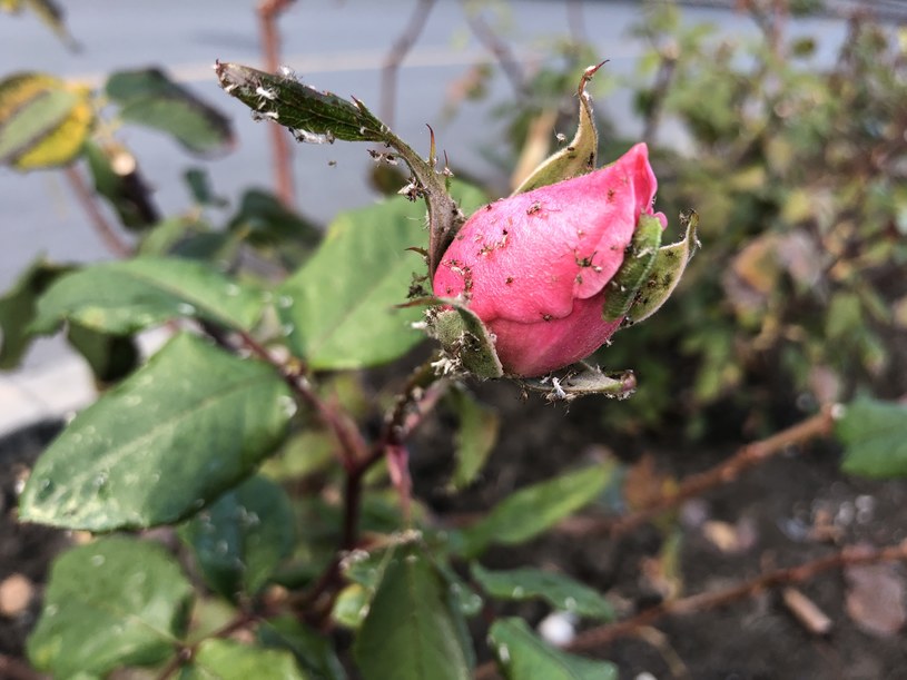 Mszyce, skoczki różane czy przędziorki to owady, które atakują krzewy róż /123RF/PICSEL