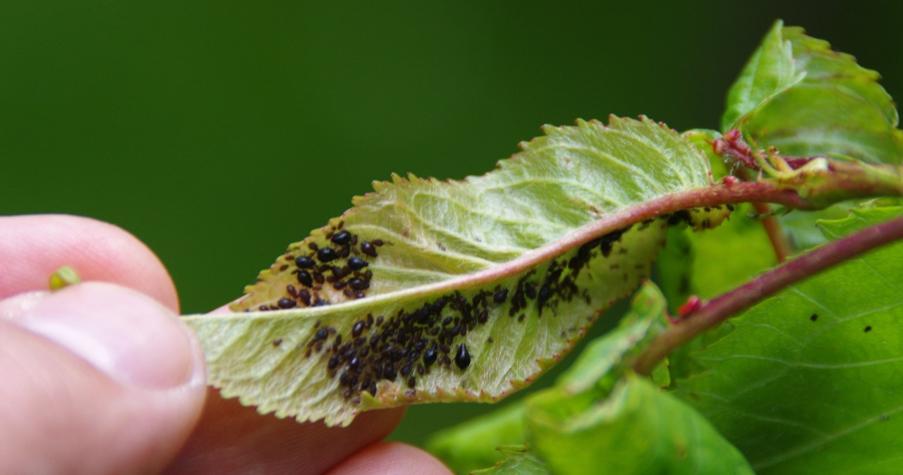 Mszyce w ogrodzie są poważnym problemem. Możesz jednak porozwieszać na gałęziach korki, aby je odstraszyć /123RF/PICSEL