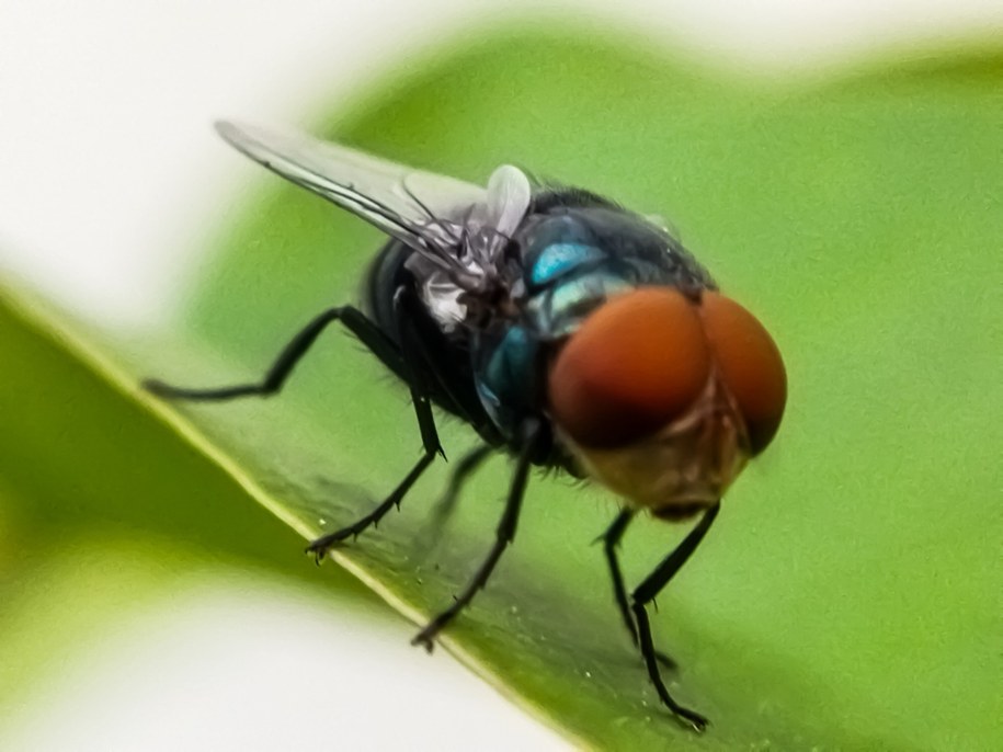 Mucha śrubowa /Shutterstock