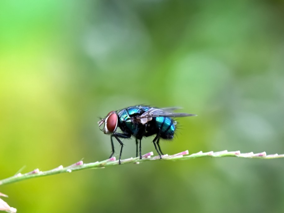 Mucha (zdjęcie poglądowe) /Shutterstock