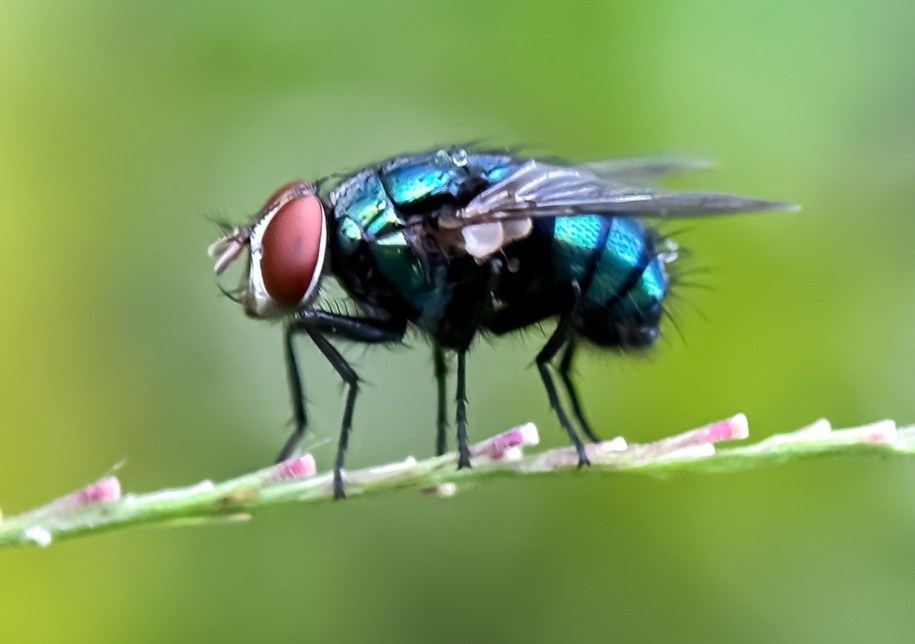 Mucha - zdjęcie poglądowe /Shutterstock