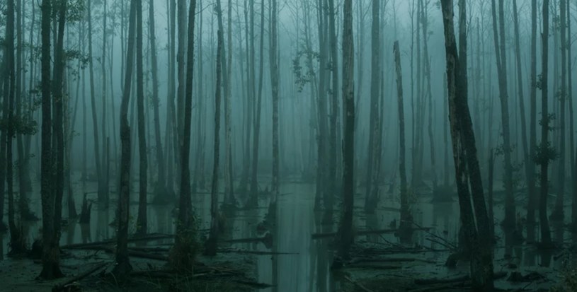 Mucharyniec, czyli groza kryjąca się w lubelskim lesie /123RF/PICSEL