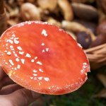 Muchomor na talerzu? Śmiertelnie groźny trend w sieci