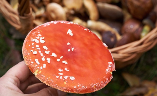 Muchomor na talerzu? Śmiertelnie groźny trend w sieci