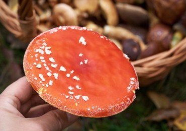 Muchomor na talerzu? Śmiertelnie groźny trend w sieci