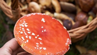 Muchomor na talerzu? Śmiertelnie groźny trend w sieci