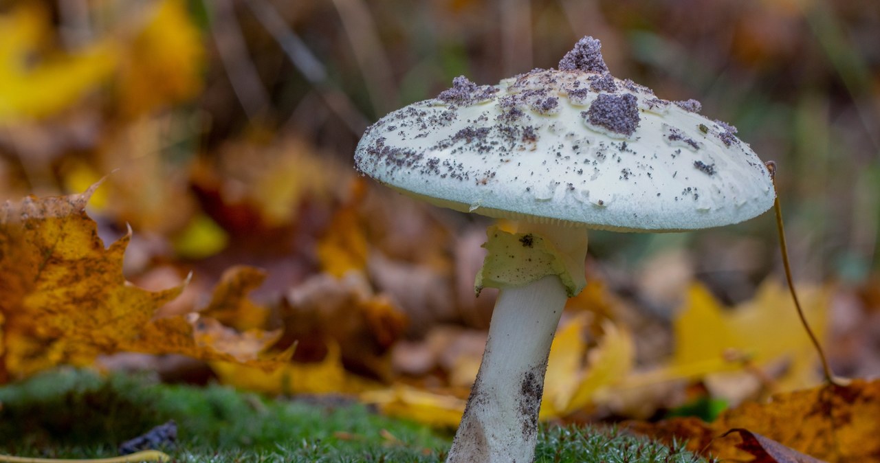 Muchomor sromotnikowy jest silnie trujący, a zatrucie często kończy się śmiercią /Picsel /123RF/PICSEL