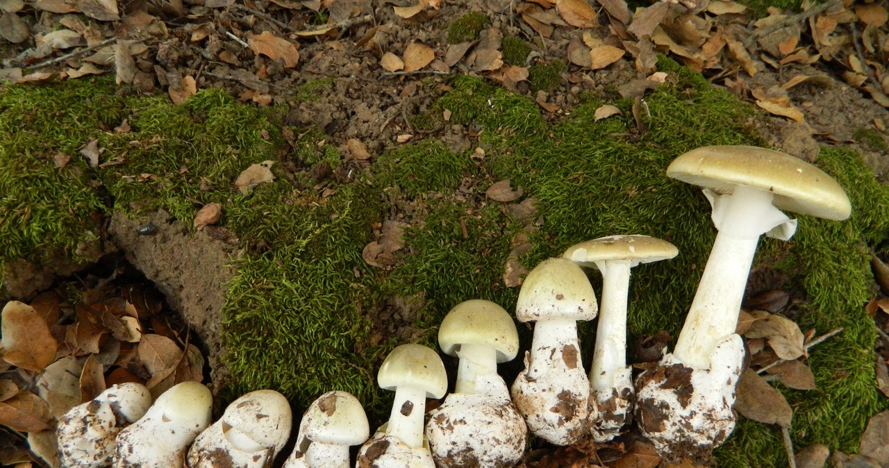 Muchomor sromotnikowy to jeden z najbardziej toksycznych grzybów w Polsce /This image is Image Number 177883 at Mushroom Observer, a source for mycological images., CC BY-SA 3.0 /Wikimedia