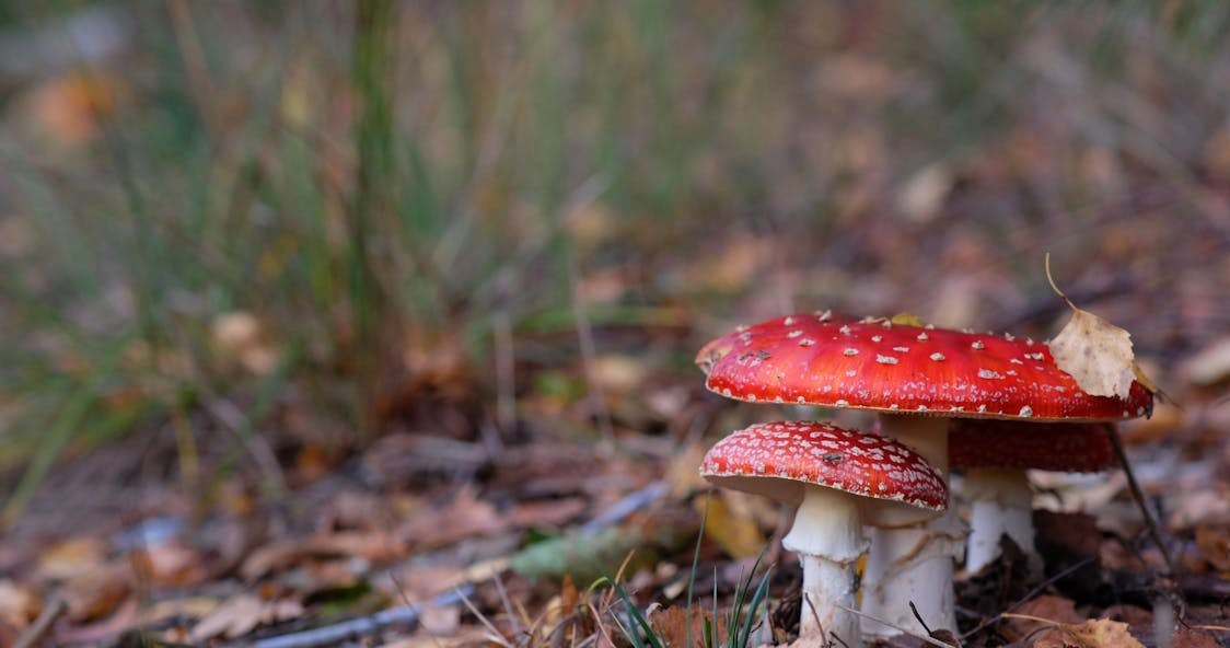 Muchomory czerwone w Polsce. Rośnie zainteresowanie. GIS chce zakazu obrotu. /Roman Biernacki /Pexels.com