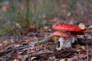 Muchomory w Polsce. Rośnie zainteresowanie. GIS chce zakazu obrotu