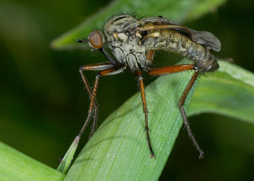 Muchówki być może nie są najpiękniejszymi spośród owadów, ale skutecznie pozbędą się mszyc /Piotr Rybarczyk /Agencja FORUM