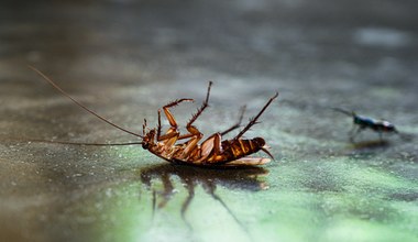 Muchy i karaluchy roznoszą mnóstwo chorób. Ale nie COVID-19