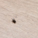 pieprz cayenne Muchy nie dają ci spokoju? Rozsyp to na blacie, a szybko wyniosą się z kuchni
