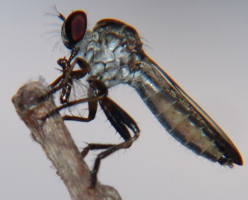 Muchy z rodziny Asilidae są znane z agresywnego zachowania wobec innych gatunków. Na zdjęciu jedna z brazylijskich przedstawicielek gatunku. Fot. José Reynaldo da Fonseca /Wikipedia