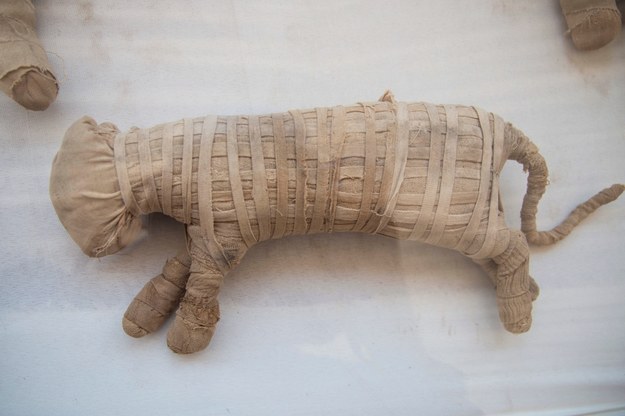 Mumia dużego kota, być może lwiątka /MOHAMED HOSSAM /PAP/EPA