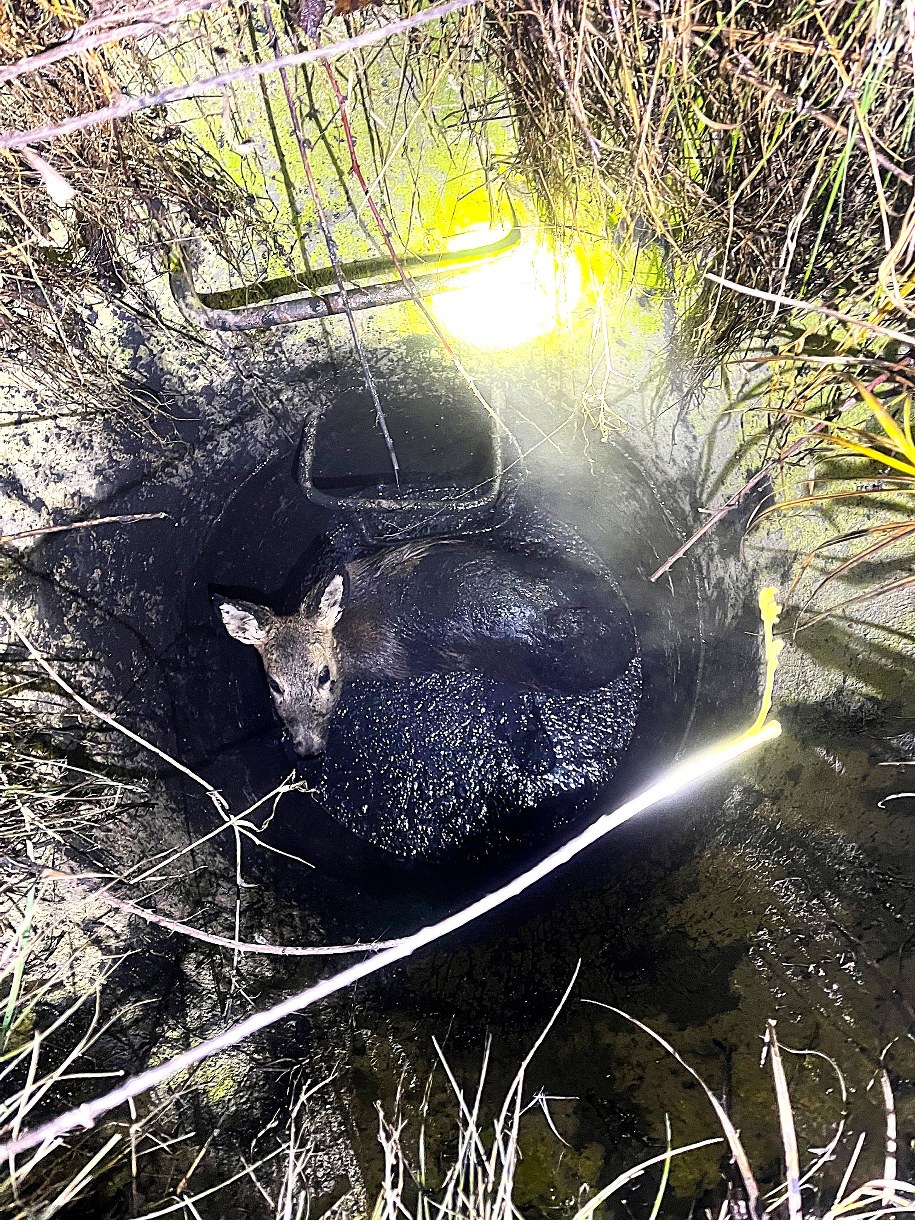 Mundurowi uratowali sarnę, która wpadła do studzienki w Krakowie /Straż Miejska Kraków /