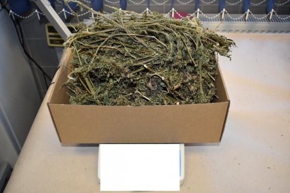 Mundurowi zabezpieczyli ponad 1,5 kg suszu marihuany oraz trzy krzewy konopi indyjskich /Policja